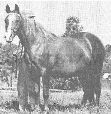 Aazkara ox