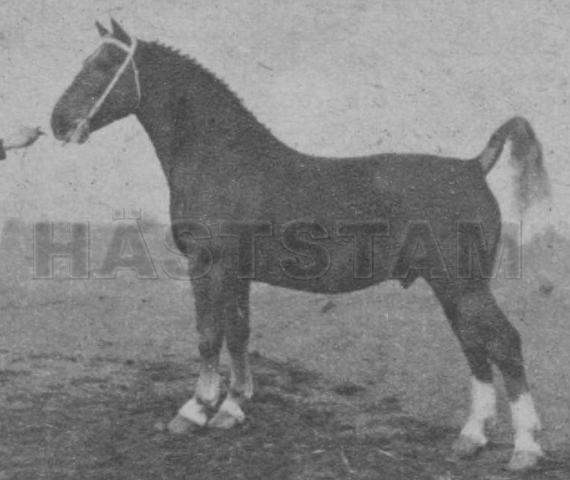 Ivar