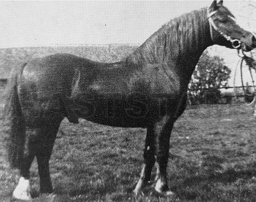 Honyton Ariel