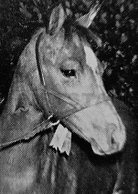 Nefydd Evening Star