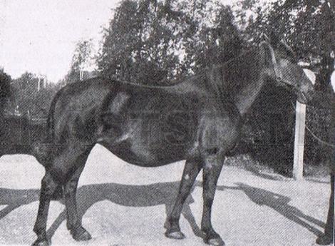 Ånga
