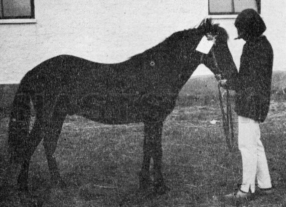 Svarte Rudolf