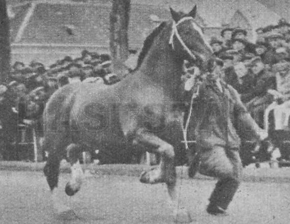 Sidorus