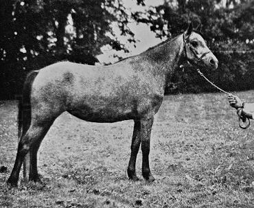 Hendon Hera