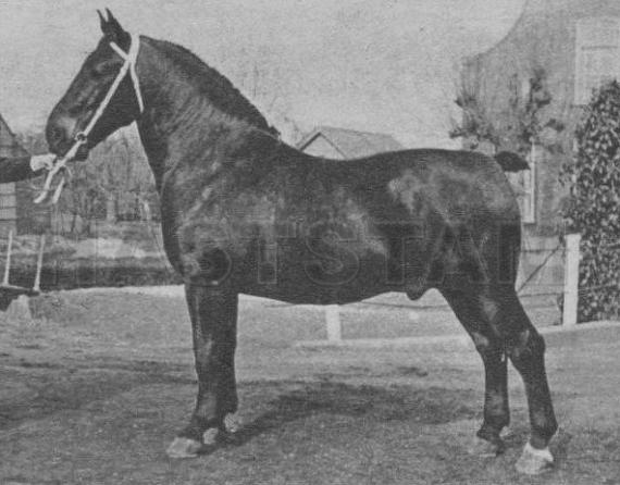 Koenraad