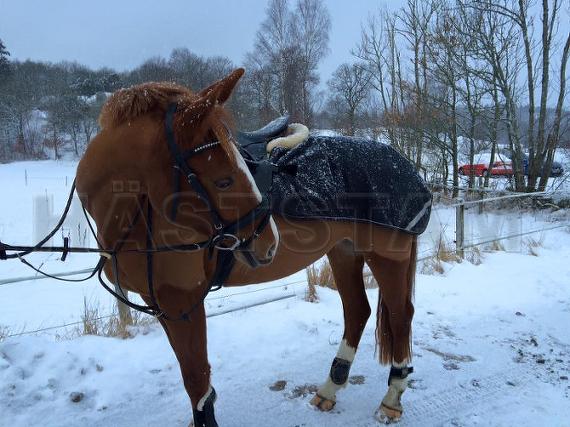 Engkildegårds Dixi