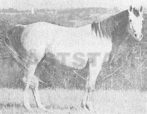 Sulja ox