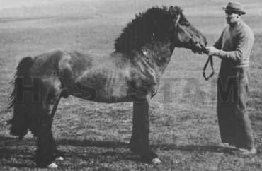 Móri frá Stokkhólma IS1925158987