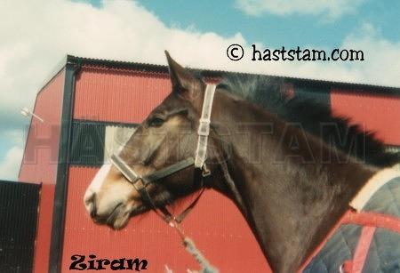 Ziram (1)