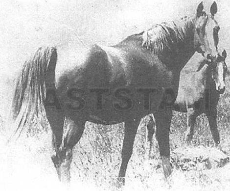 Ghazira ox