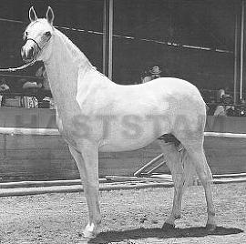 Phalouma ox