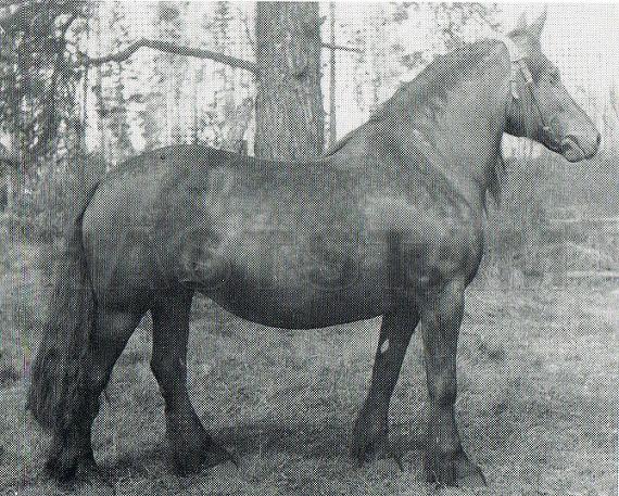 Stjärna