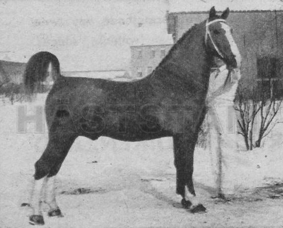 Robijn