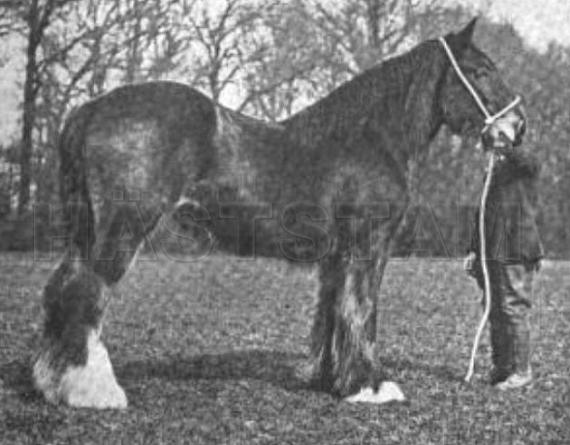 Colney Royal Lassie