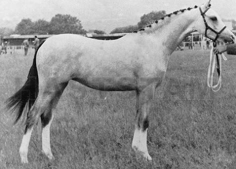 Weston Choice