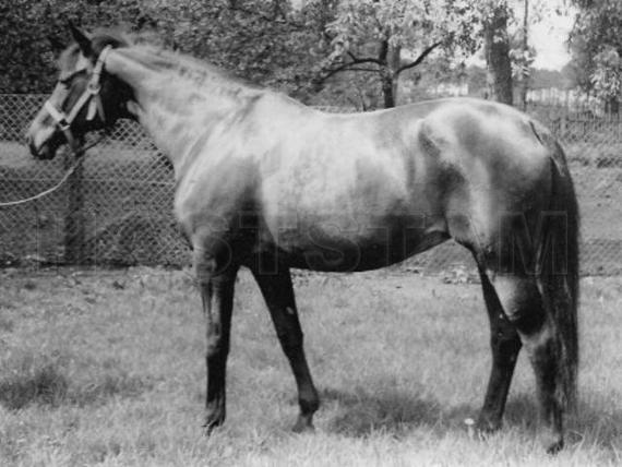 Toska 090191941