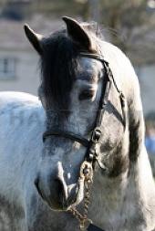 Ballycastle Prince