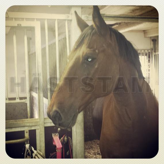 Rassel (39)