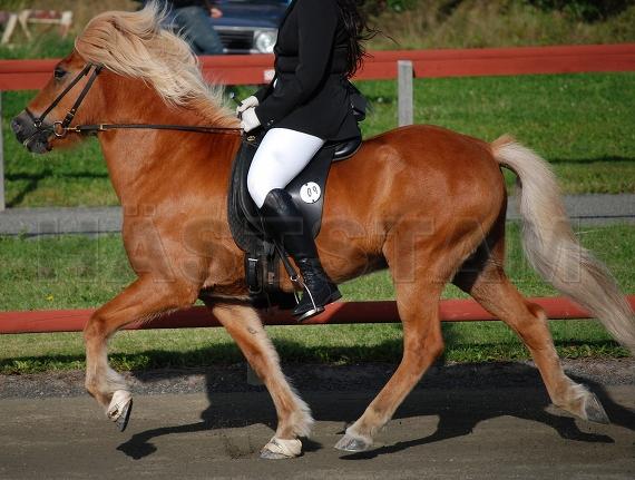 Eldbjörn från Skäppebo