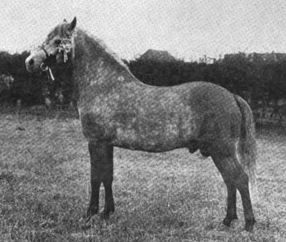 Grove Gunpowder