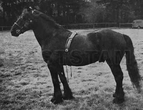 Roundthwaite Lucky Jim