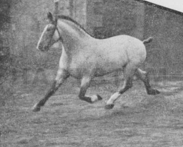 Camurat