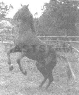 Trbuthan ox