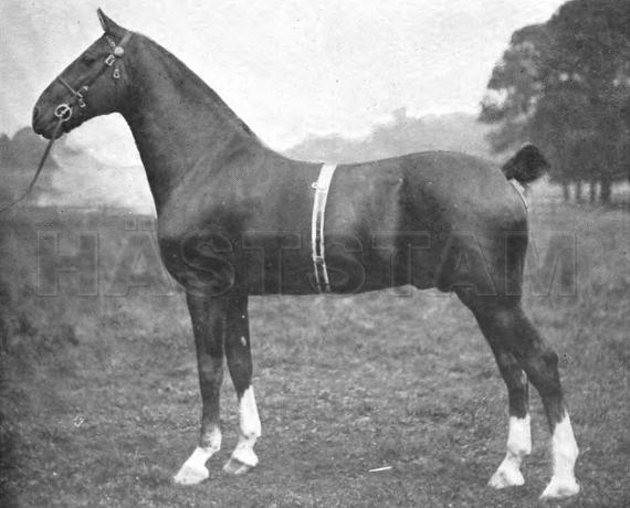 Kirkburn Masher