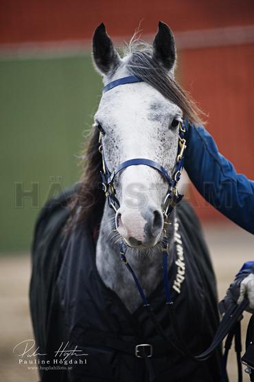 Bohgazzi ox