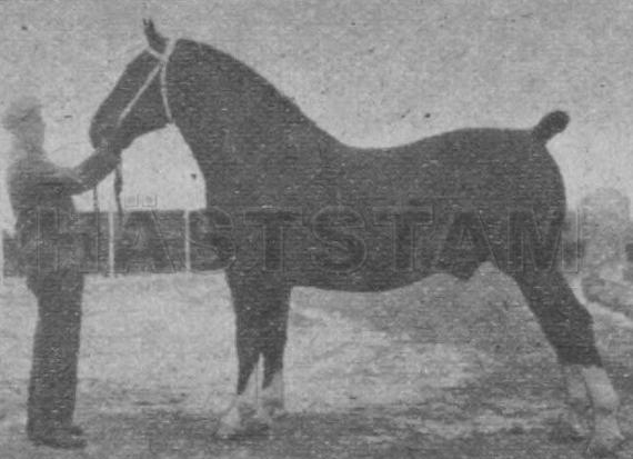 Hospodar