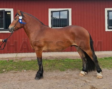 Opal (53)