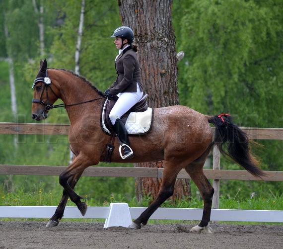 Nørgaards Perfection