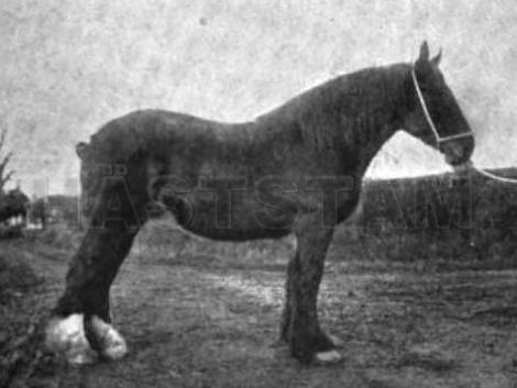 Juno of Worsley 9th