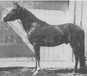Talab ox