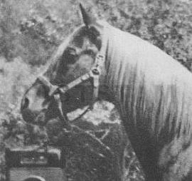 Tanatra ox