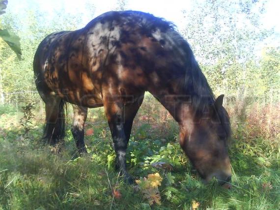 Arla