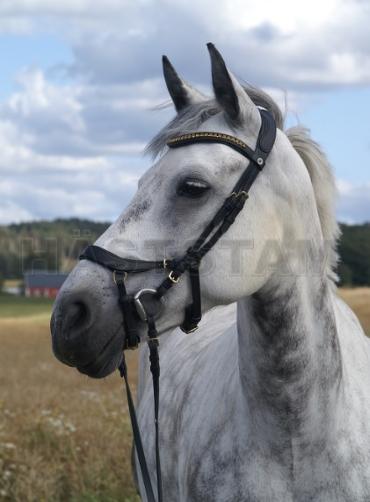 Liscosker Mandy