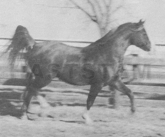 Raminage ox