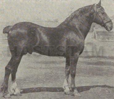 Elms King