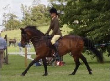 Hayselden Phoebe