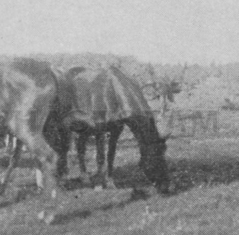 Waldfrau