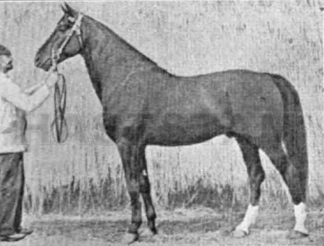Shadeland Lamott (US)