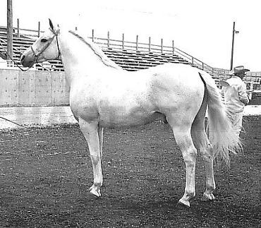 Taib ox