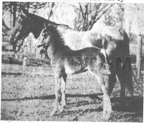 Nanda ox