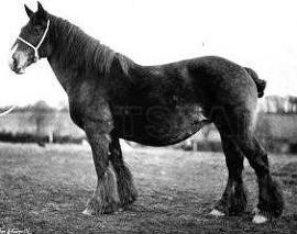 Ratcliffe Bonny