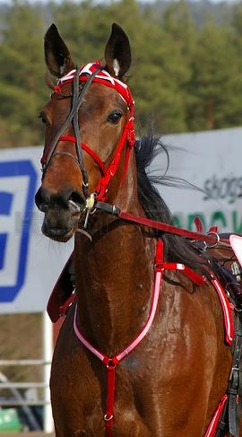 Allan Trotting