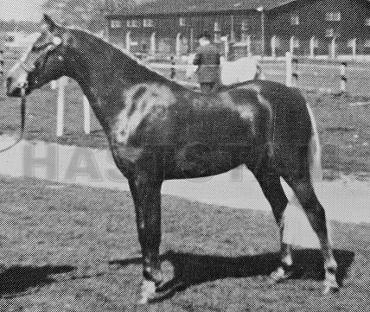 Warmwell Pwarth 