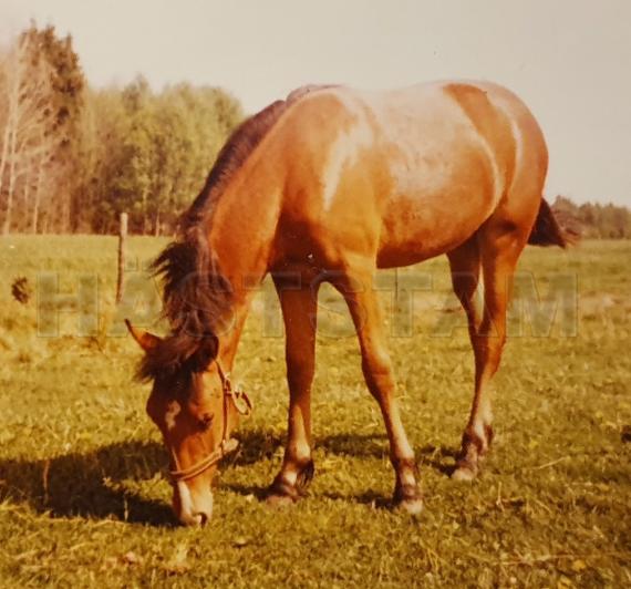 Oarley