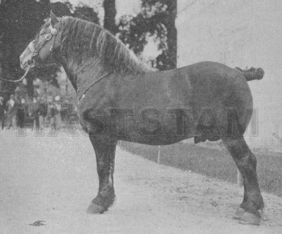 Kruger de Bolinnes