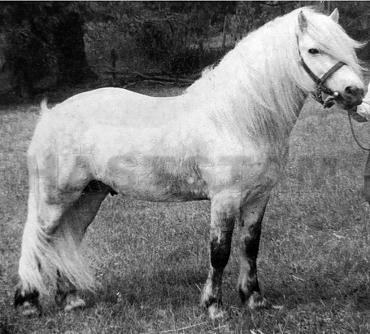 Glenearn Brigadier